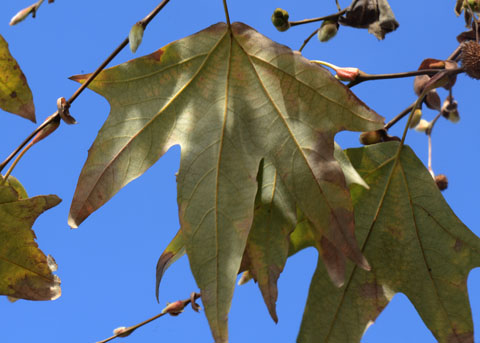 Western Sycamore Detail 2