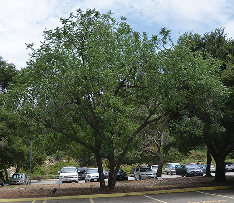 Black Walnut Primary