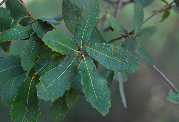 Engelmann Oak Detail 2